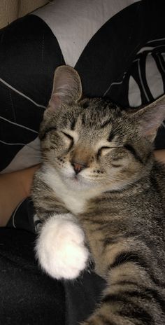 a cat is sleeping on someone's lap with his head resting on the pillow