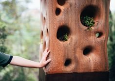 a person reaching out to touch a wooden structure with holes in the wood and plants growing on it