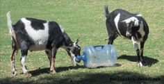 two black and white goats drinking water from a plastic container