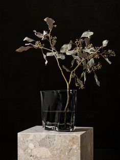 a plant in a glass vase sitting on top of a marble block with black background