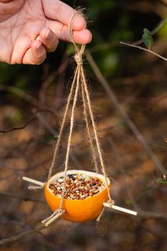 a hand holding an orange hanging from a bird feeder with seed in it's mouth