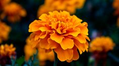 an orange flower is in the middle of some other flowers and plants that look like they are blooming