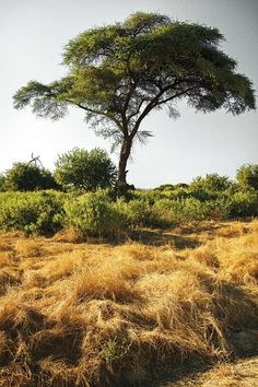 an elephant standing under a tree on top of a dry grass field