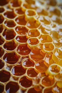 honey cells with water inside them