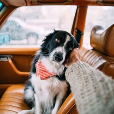 a black and white dog wearing a red bow tie sitting in the driver's seat of a car