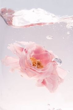 a pink flower floating in water with bubbles