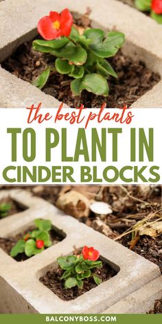 the best plants to plant in cinder blocks