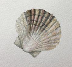 a watercolor drawing of a seashell on white paper with brown and pink stripes