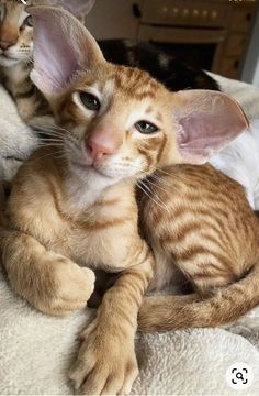 two kittens laying on top of each other with their heads turned to look like they are looking at the camera