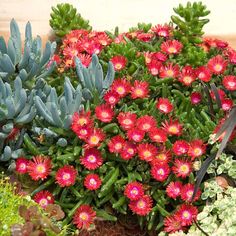 red flowers and green plants in pots on the ground