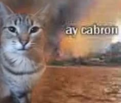 a cat that is standing in front of a blurry background with the words jay carbon on it