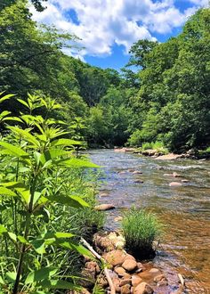 a river running through a forest filled with lots of green plants and rocks in the water