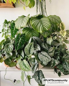 20+ best indoor hanging plants for the home Indoor Hanging Plants, Best Indoor Hanging Plants, Sustainable Gardening, Staghorn Fern, Plants Decor