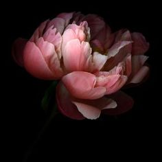 Foto Art, Botanical Flowers, Delicate Flower, Pink Peonies, Floral Botanical, Love Flowers, Flowers Photography, Botanical Art, Pink Flower