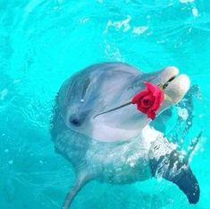 a dolphin with a rose in its mouth