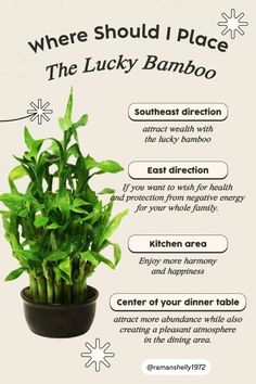 the lucky bamboo plant is in a pot with instructions on how to care for it