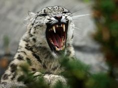 a snow leopard with it's mouth wide open