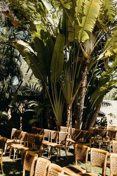 rows of chairs and palm trees in an outdoor setting