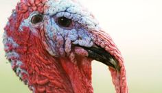 a close up view of a turkey's head