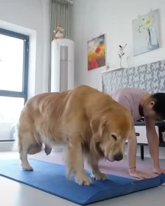 a woman is doing yoga with her dog