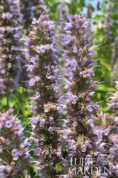 purple flowers are blooming in the garden