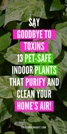 some green plants with pink text that says say goodbye to towns 13 pet - safe indoor plants that purify and clean your home's air