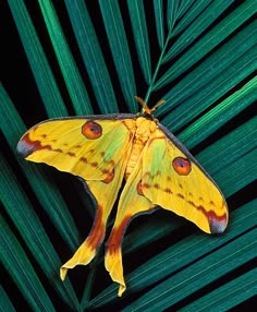 a yellow and brown moth sitting on top of a green palm tree leaf in front of a black background