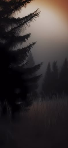 the sun is setting behind some trees in the foggy field with tall grass and bushes