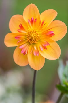 an orange and pink flower with green leaves in the background