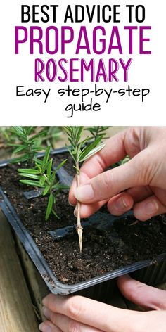 the best advice to propagate rosemary for beginner gardener's guide is here