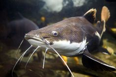 an image of a fish that is swimming in the water with it's mouth open