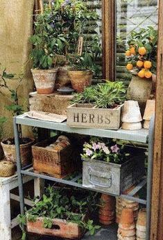 there are many potted plants on the shelves in this room and one is labeled herbs