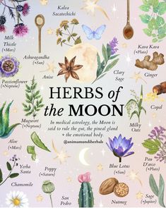 Aries Full Moon, Sage Herb, Medicinal Herbs Garden, Medical Herbs, Witch Spirituality, Magic Herbs, Magical Herbs, Herbal Apothecary, Herbal Healing