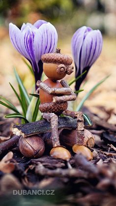 two purple flowers sitting next to each other on top of leaf covered ground with rocks