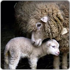 two sheep standing next to each other in a field