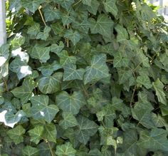 green leaves growing on the side of a building with white trimmings and blue sky in the background