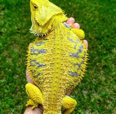 a small yellow lizard sitting on top of someone's hand next to green grass