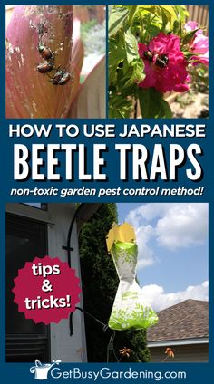 a pest control trap hanging off the side of a house Japanese Beetle, Plant Hooks, Japanese Beetles, Flower Scent, Garden Pest Control, Big Garden, How To Hang