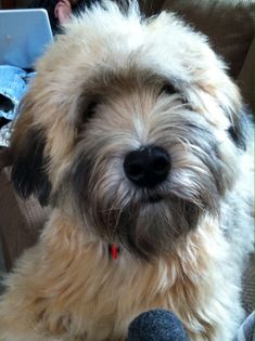 a shaggy haired dog sitting on top of a couch