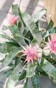 pink flowers are blooming in the center of a green leafy plant with long thin leaves