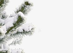 a snow covered pine tree branch against a white background