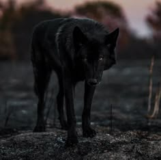 a black wolf standing on top of a dry grass covered field with trees in the background