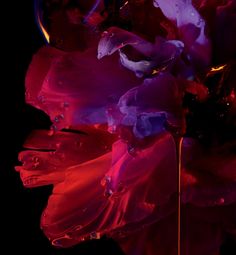 purple and red flowers with drops of water on them in front of a black background