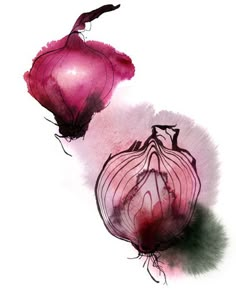 two onions on a white background are drawn in watercolor and then colored with ink