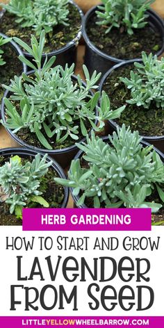 how to start and grow lavender from seed in pots with text overlay that says herb gardening