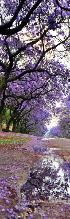 the trees are blooming and reflecting in the puddles on the ground below them