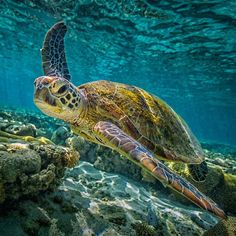 a sea turtle swimming in the ocean with rocks and corals around it's surface