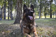 a dog laying in the grass with its tongue hanging out