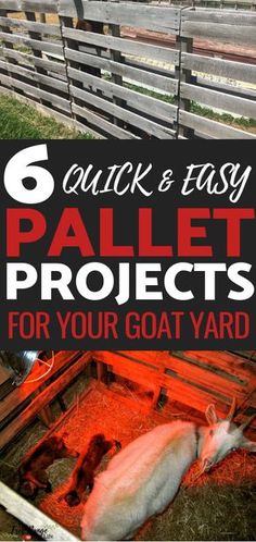 a goat laying in its pen with the text 6 quick and easy pallet projects for your goat yard