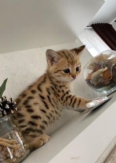 a small kitten sitting on top of a counter